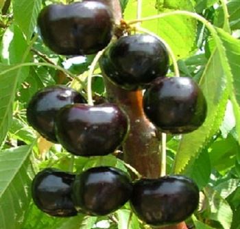 jamun - Monsoon fruits in India, During Rainy season with Eat Fruits
