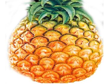 pineapple - Monsoon fruits in India, During Rainy season with Eat Fruits